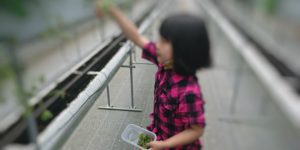 ヘタ用のカップがもらえます